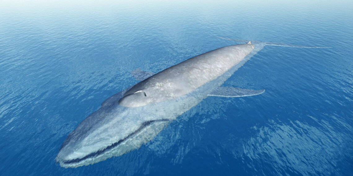O maior animal que já existiu pode ter superado a baleia-azul e você nem sabia