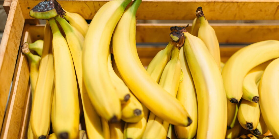 Aprenda como ter um cultivo saudável e próspero de banana em casa