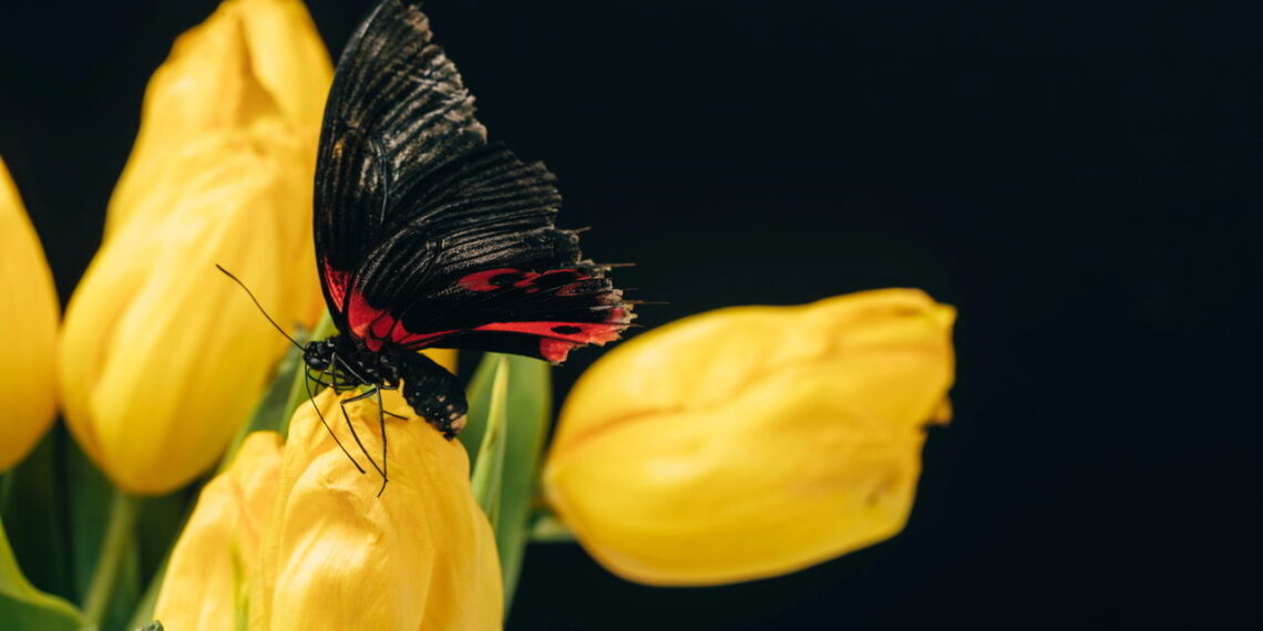 O significado poderoso da borboleta preta que poucos conhecem