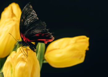 O significado poderoso da borboleta preta que poucos conhecem