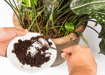Por que tantos brasileiros estão jogando borra de café no vaso sanitário