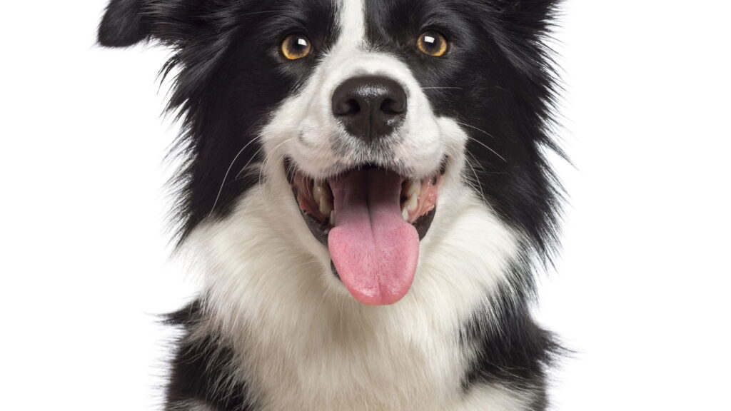Cães demonstram emoções de forma surpreendente e poucos sabem como ler

