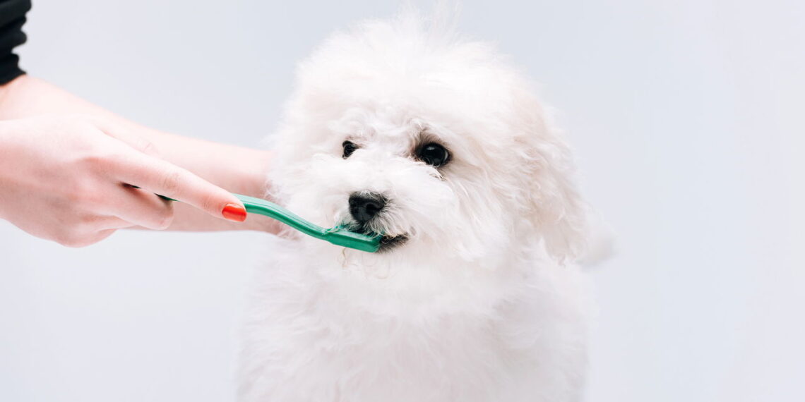 Técnica simples que garante um sorriso saudável para seus pets