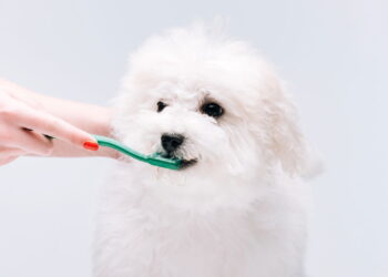 Técnica simples que garante um sorriso saudável para seus pets
