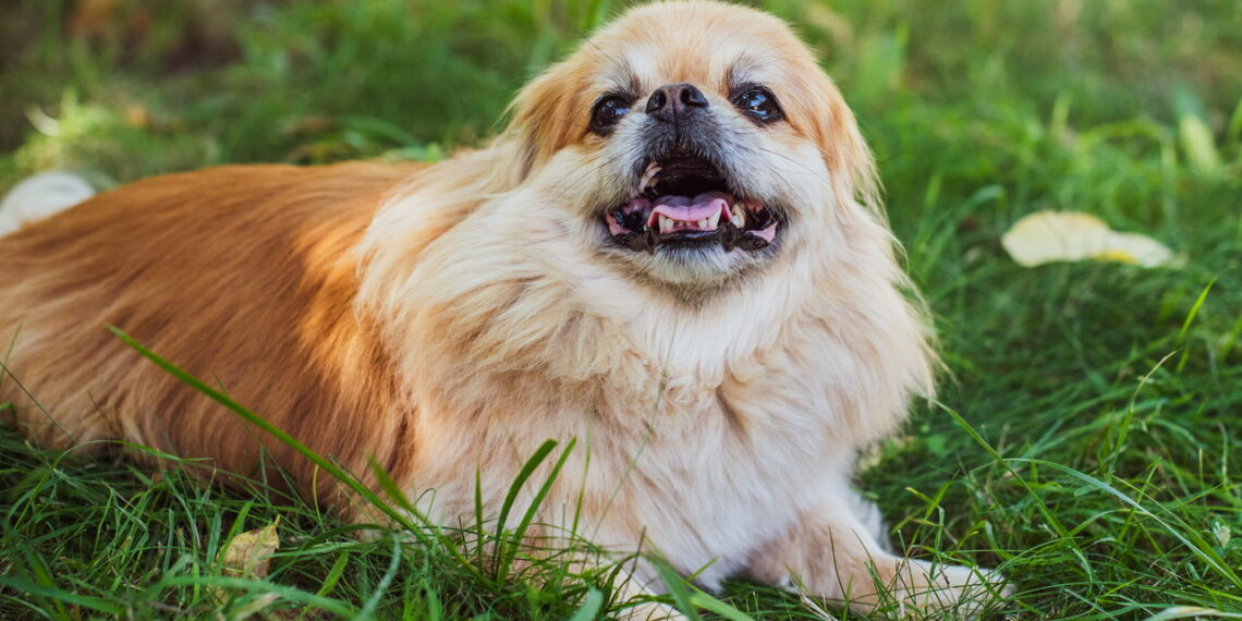 Com que idade um cão é considerado velho?
