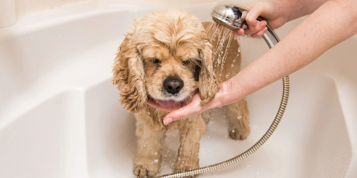 Como saber o momento certo de dar banho no seu cachorro?