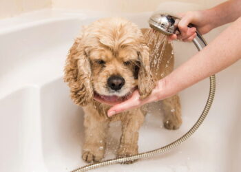 Como saber o momento certo de dar banho no seu cachorro?