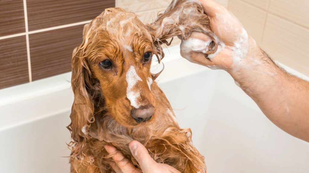 Como saber o momento certo de dar banho no seu cachorro?

