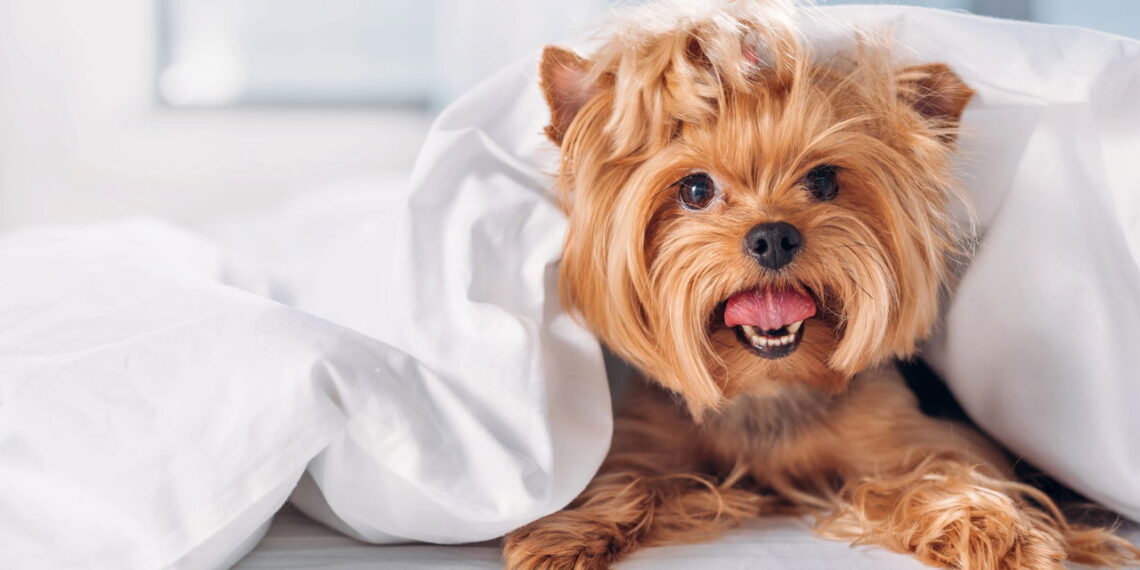 Fantasias juninas para pets que são puro charme