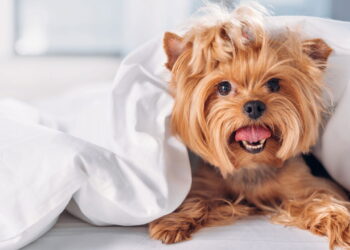 Fantasias juninas para pets que são puro charme