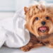 Fantasias juninas para pets que são puro charme