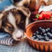 A verdade chocante sobre plantas que podem envenenar seu cão