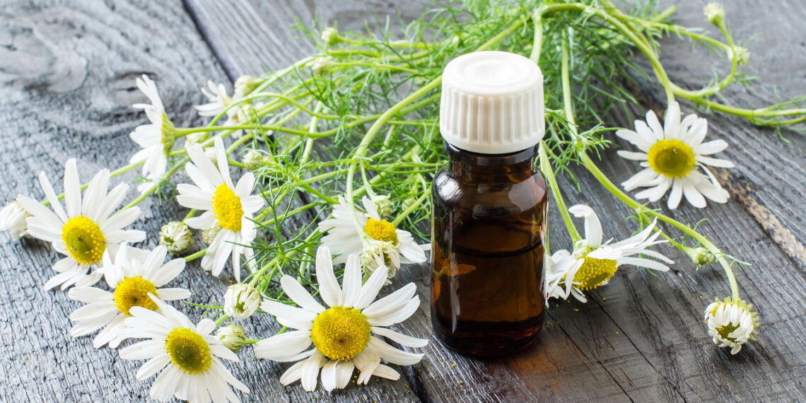 Aprenda como ter uma plantação de camomila medicinal para ajudar em sua saúde e relaxamento