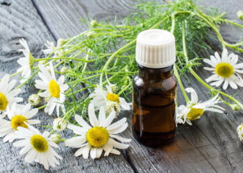 Aprenda como ter uma plantação de camomila medicinal para ajudar em sua saúde e relaxamento