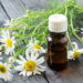 Aprenda como ter uma plantação de camomila medicinal para ajudar em sua saúde e relaxamento