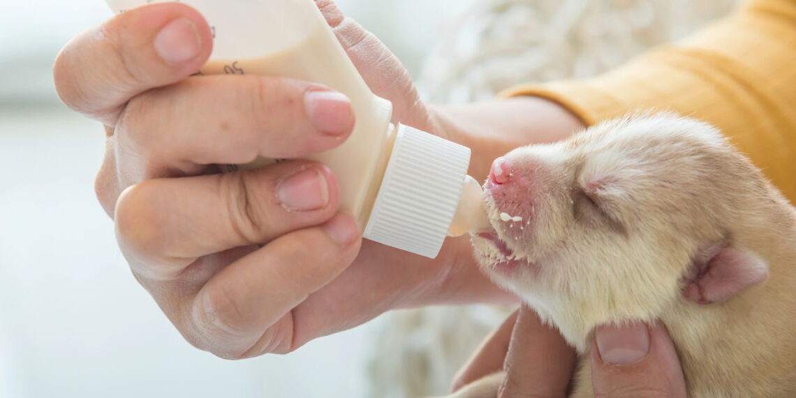 Conheça os perigos ocultos do leite que podem afetar seu cão