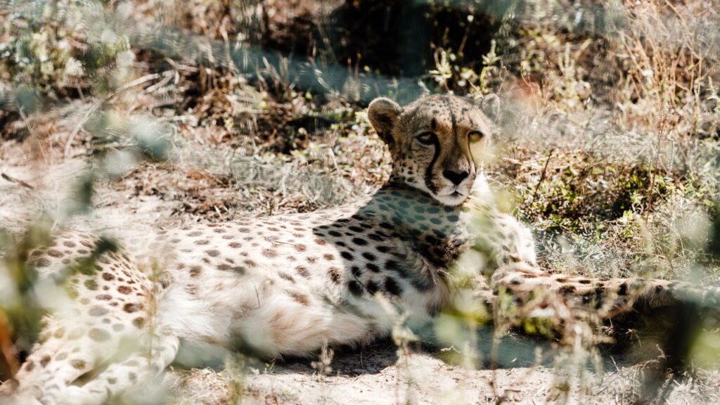 Saiba qual é a força interior que um animal revela em você