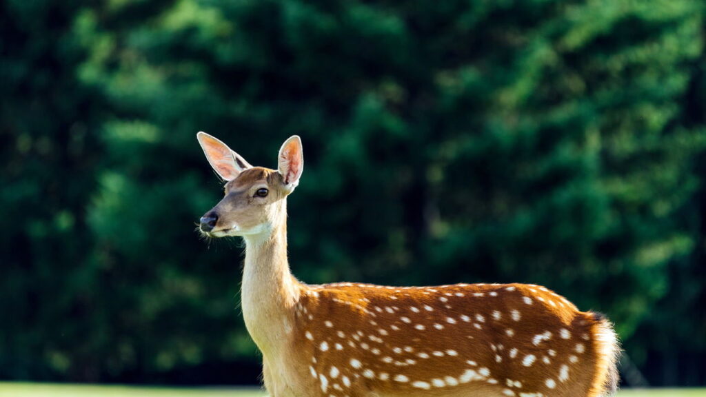 Saiba qual é a força interior que um animal revela em você