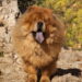 Este cão pode mudar sua vida se você cuidar dele do jeito certo