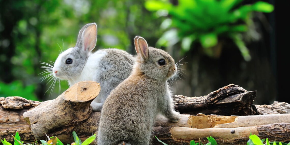 Você sabe qual pet pode mudar seu dia com simples gestos?