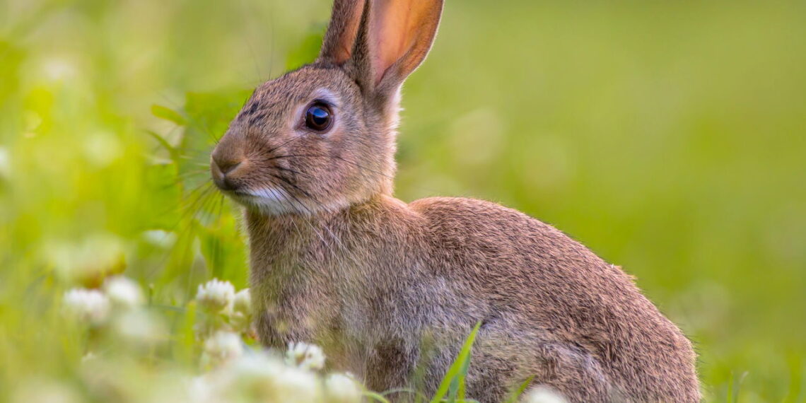 Como 24 coelhos causaram um desastre ecológico na Áustralia