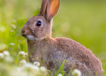 Como 24 coelhos causaram um desastre ecológico na Áustralia