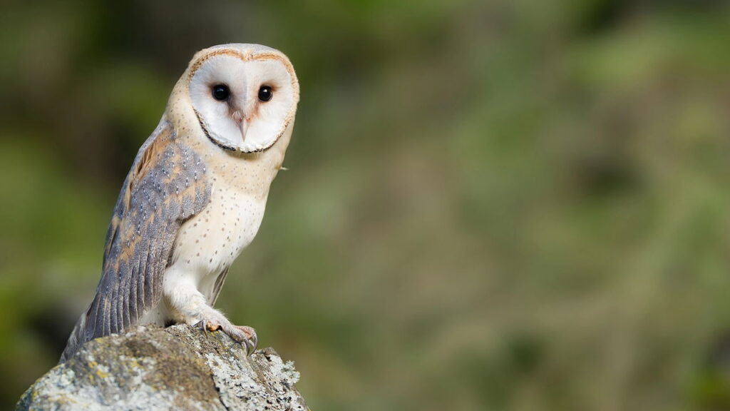 Saiba qual é a força interior que um animal revela em você