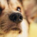 A verdade sobre a saúde dos pets que ninguém te contou