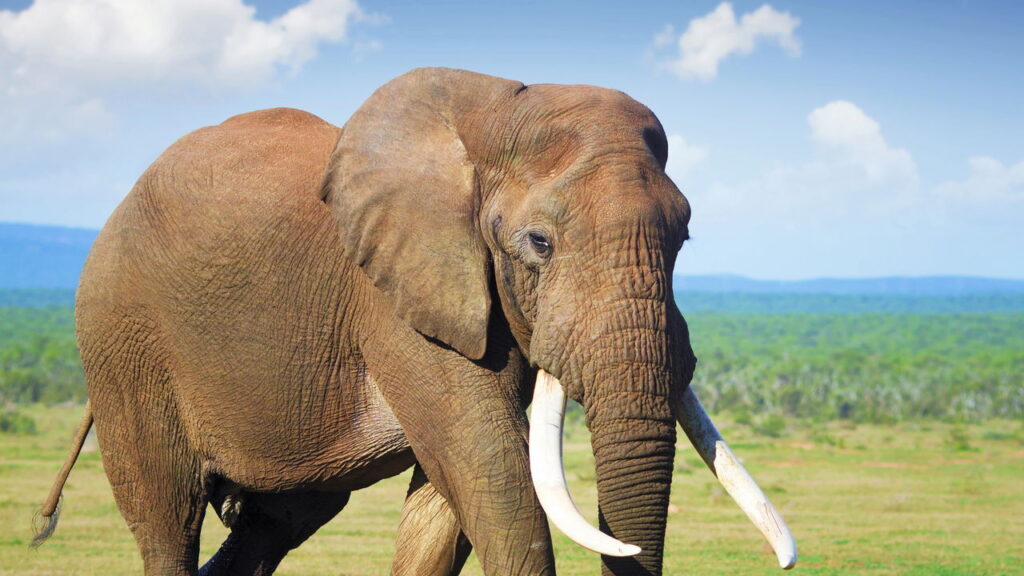 Saiba qual é a força interior que um animal revela em você