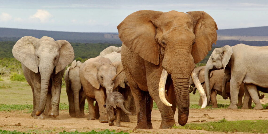 Orelhas gigantes dos elefantes têm uma função surpreendente