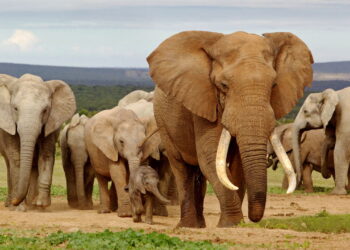 Orelhas gigantes dos elefantes têm uma função surpreendente