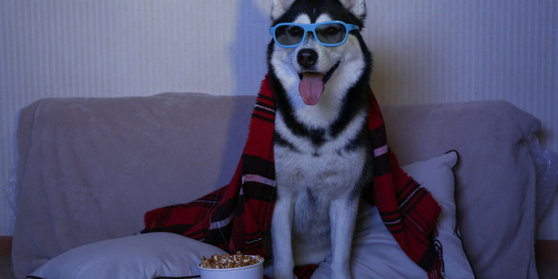 Esses filmes com cães vão ganhar seu coração
