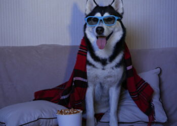 Esses filmes com cães vão ganhar seu coração