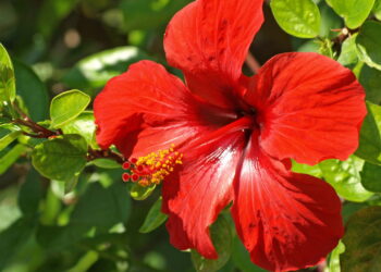 Transforme seu quintal em um jardim vibrante com a beleza e os encantos das flores de hibisco!
