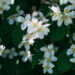 Saiba como transformar seu quintal em um jardim lindo com flores de jasmim