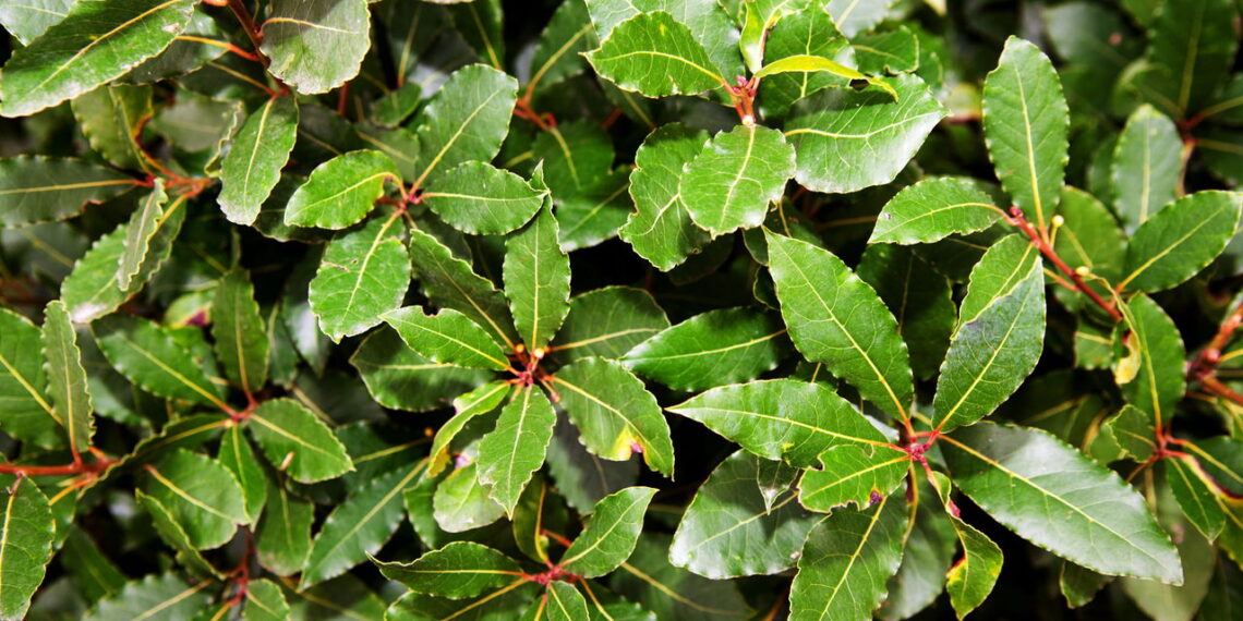 Como cultivar louro em casa e aproveitar os benefícios dessa erva medicinal