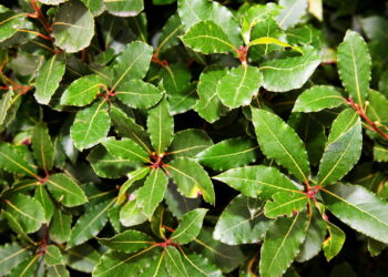 Como cultivar louro em casa e aproveitar os benefícios dessa erva medicinal
