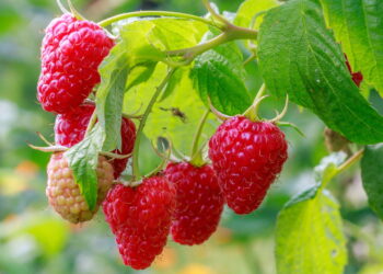 Saiba como cultivar framboesas saborosas em casa e aproveite os incríveis benefícios dessa fruta
