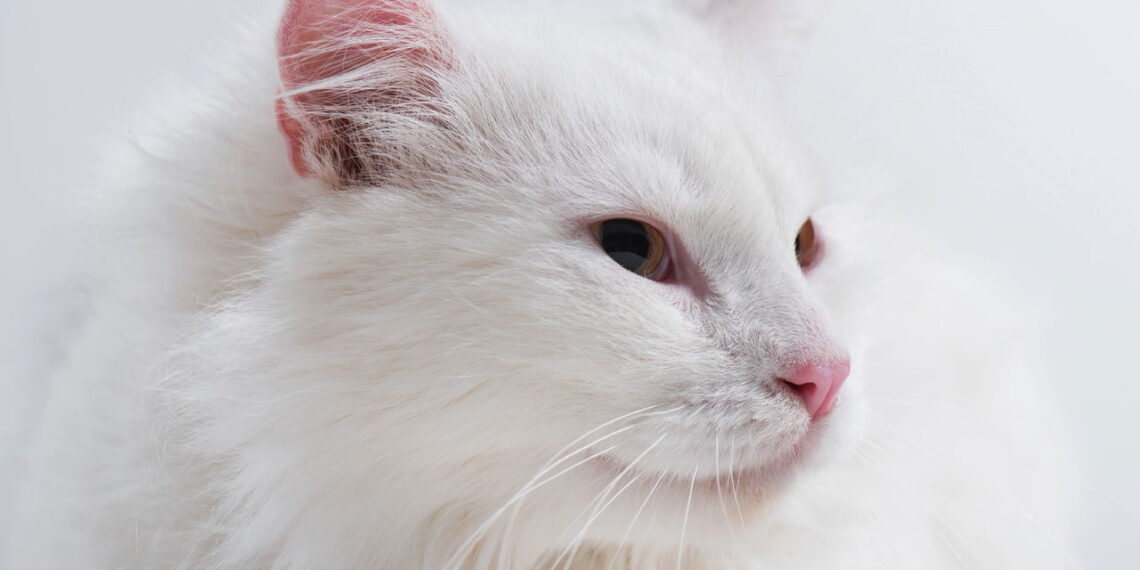 O segredo genético por trás da surdez em gatos brancos