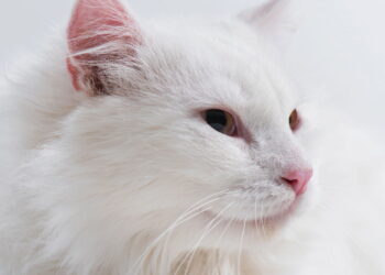 O segredo genético por trás da surdez em gatos brancos