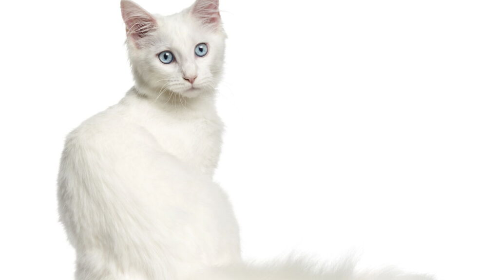 O segredo genético por trás da surdez em gatos brancos