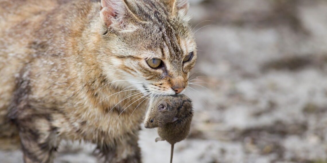 Parece inofensivo mas esse hábito pode acabar com a saúde do seu gato