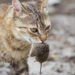Parece inofensivo mas esse hábito pode acabar com a saúde do seu gato