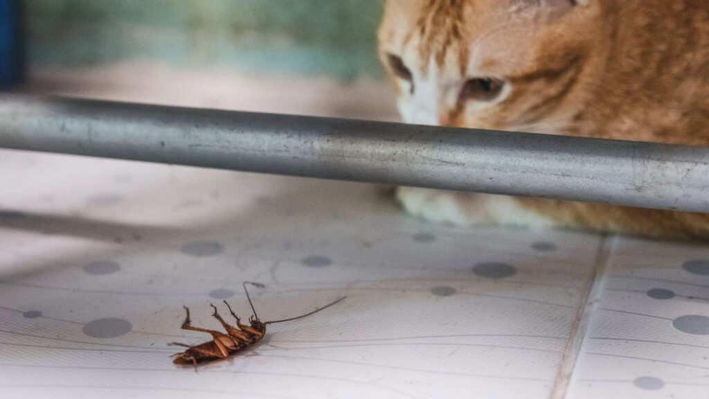 Parece inofensivo mas esse hábito pode acabar com a saúde do seu gato
