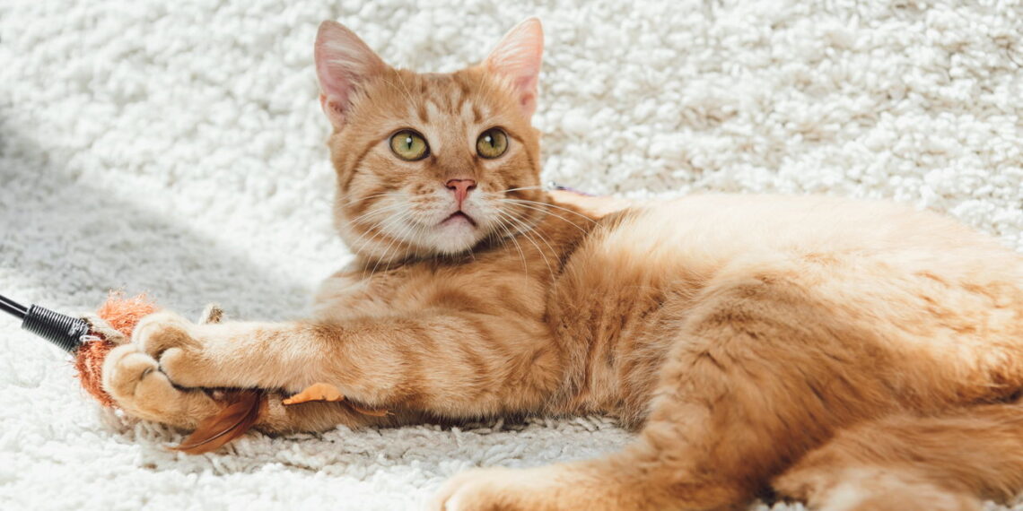 Entenda por que gatos laranjas são quase sempre machos