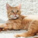 Entenda por que gatos laranjas são quase sempre machos