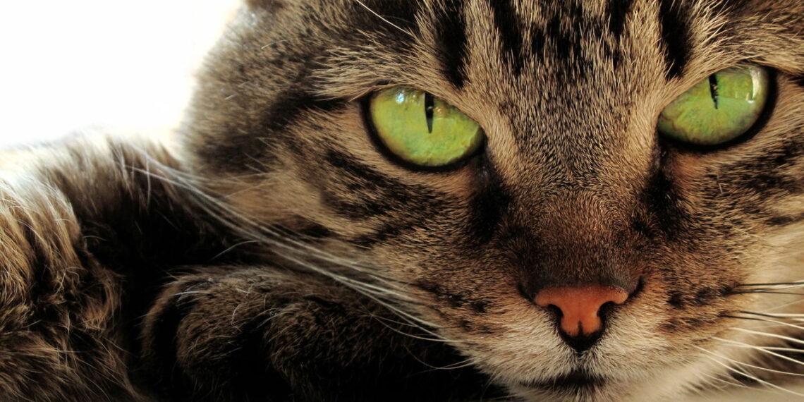 Gatos sentem espíritos? O mistério que intriga a humanidade