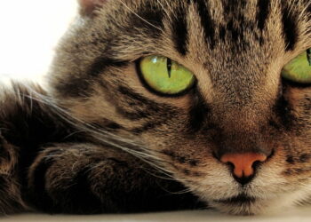 Gatos sentem espíritos? O mistério que intriga a humanidade