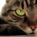 Gatos sentem espíritos? O mistério que intriga a humanidade