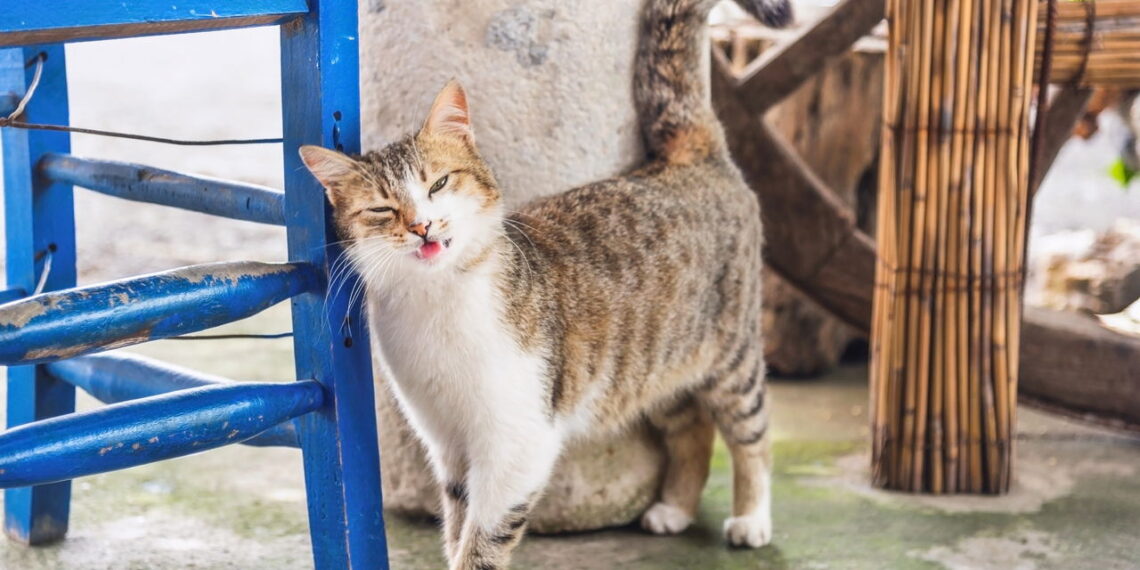 O movimento da cauda do seu gato revela emoções que você jamais imaginou